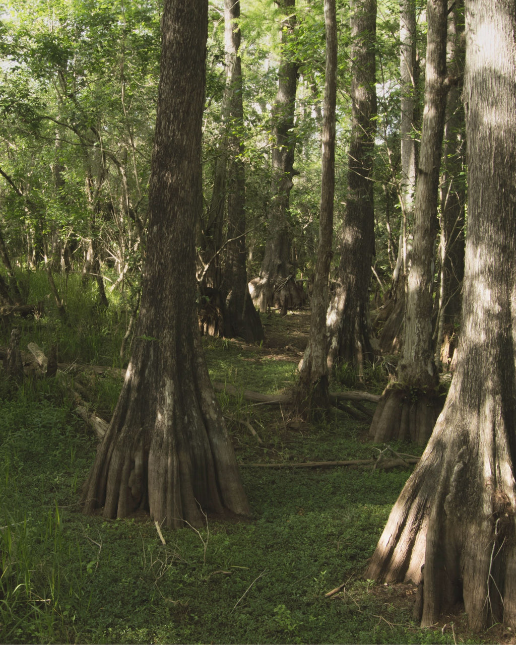 【日本香彩堂】森之呼吸．100% 天然木質線香（桐木盒裝）