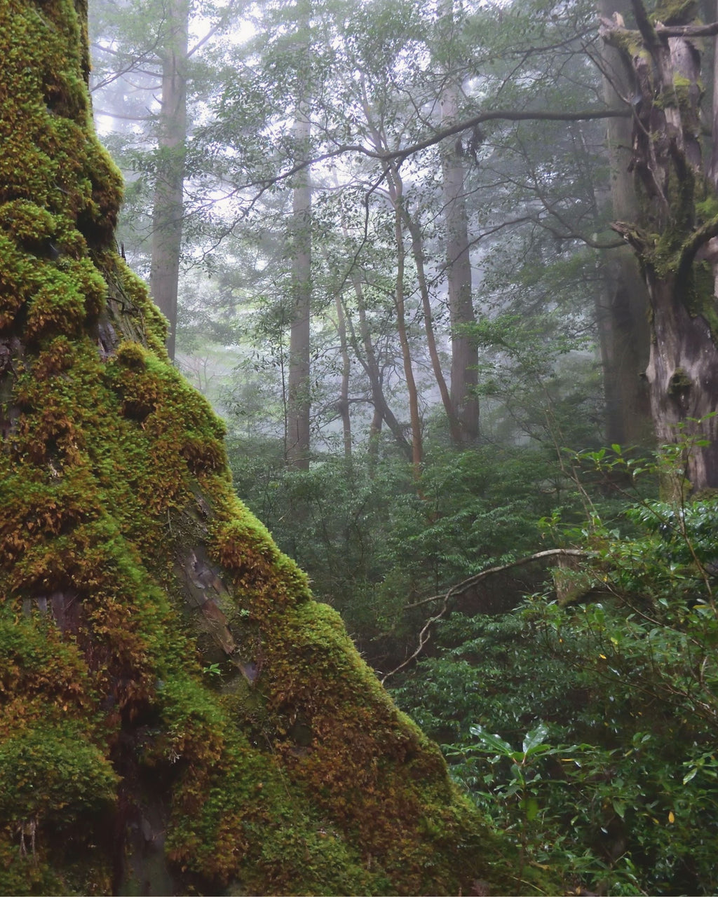【日本香彩堂】森之呼吸．100% 天然木質線香（桐木盒裝）