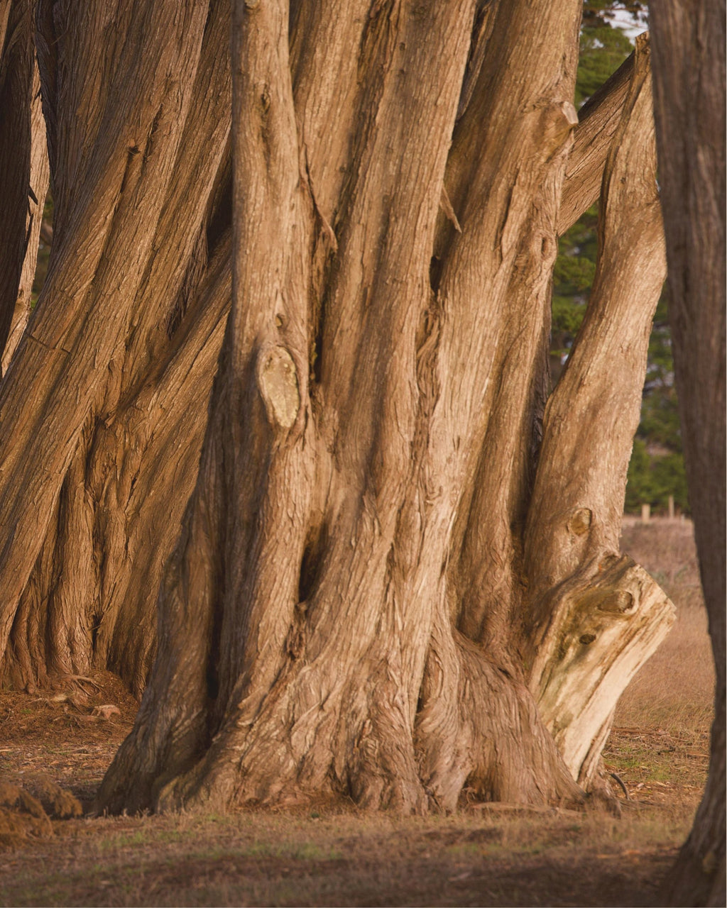 【日本香彩堂】森之呼吸．100% 天然木質線香（桐木盒裝）