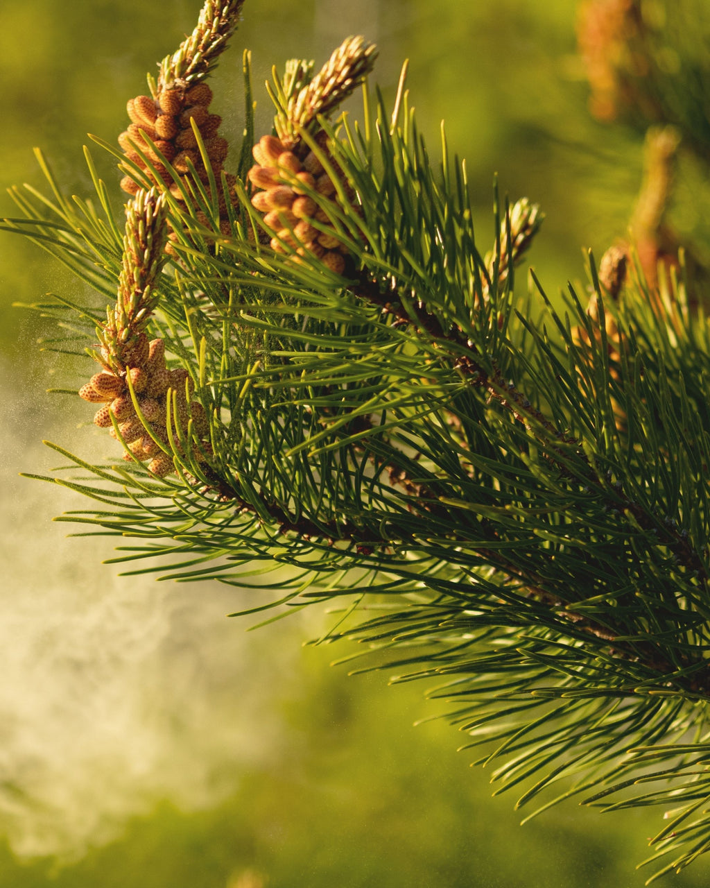 【日本香彩堂】森之呼吸．100% 天然木質線香（桐木盒裝）